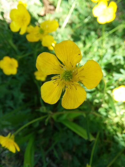 Boundary Park Neighborhood Conservation Area - Bethesda, MD