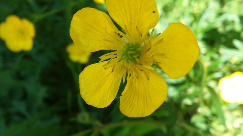 Boundary Park Neighborhood Conservation Area - Bethesda, MD