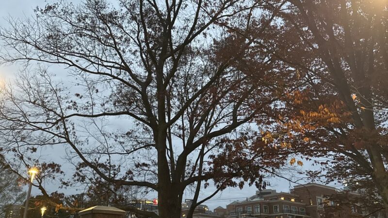 Caroline Freeland Urban Park - Bethesda, MD