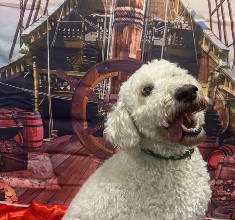 Dogtopia of Bethesda - Bethesda, MD
