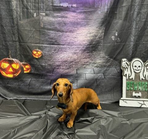 Dogtopia of Bethesda - Bethesda, MD
