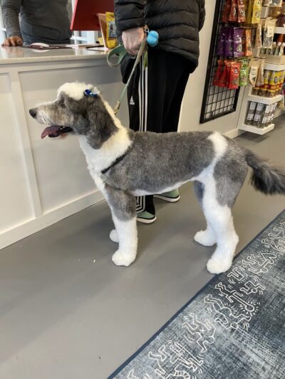 Elysiem - Bethesda, MD