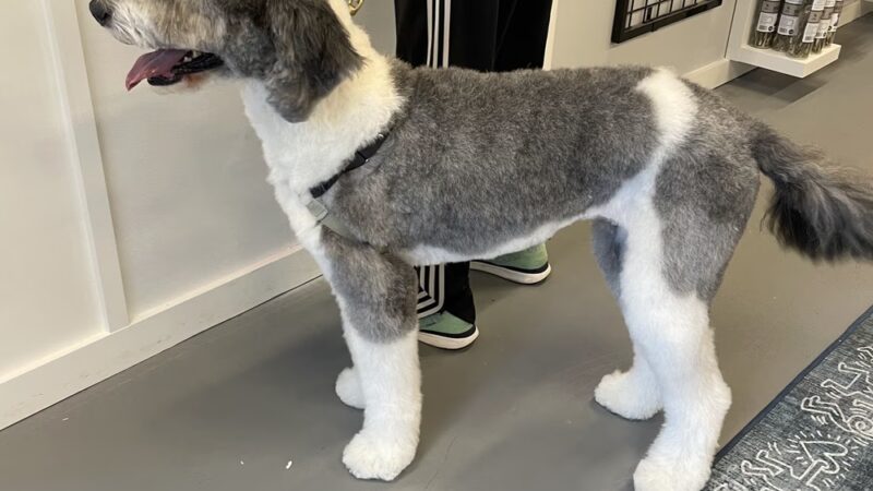 Elysiem - Bethesda, MD