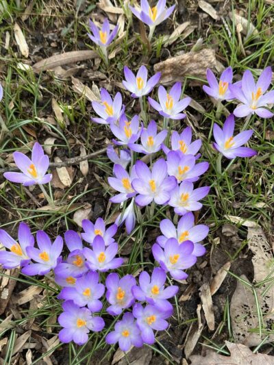 Fernwood Park - Bethesda, MD