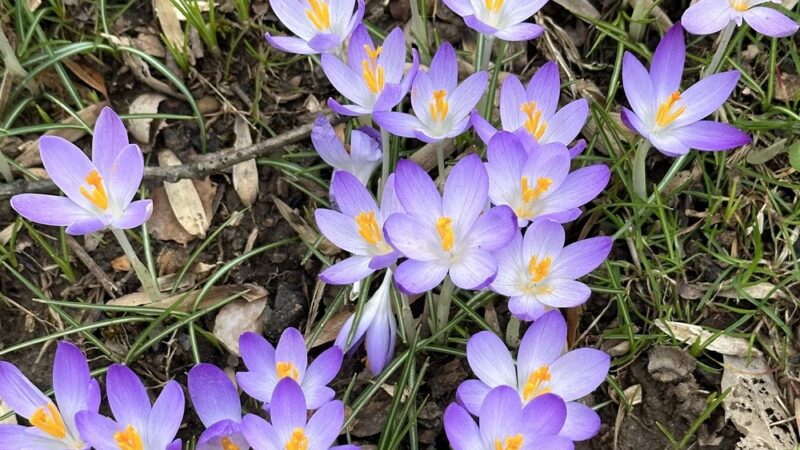 Fernwood Park - Bethesda, MD