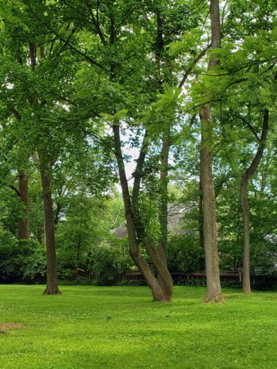 Greenwich Neighborhood Park - Bethesda, MD