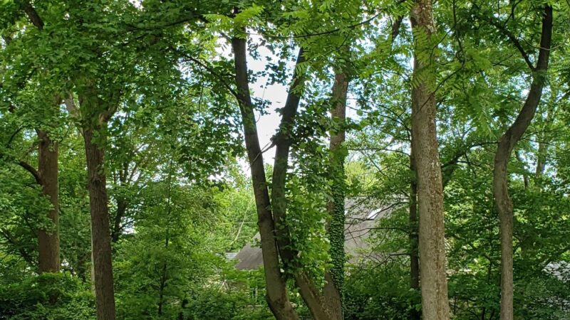 Greenwich Neighborhood Park - Bethesda, MD