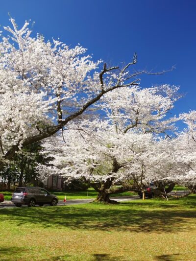 Little Falls Stream Valley Park - Bethesda, MD