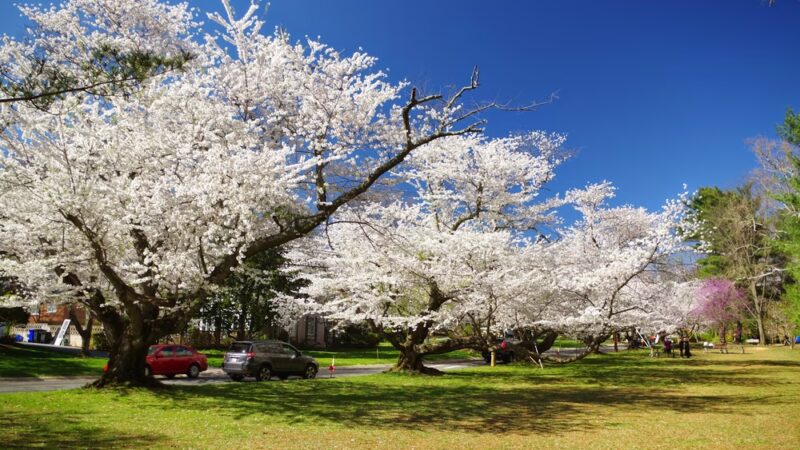 Little Falls Stream Valley Park - Bethesda, MD