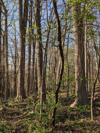 Merrimac Neighborhood Park - Bethesda, MD