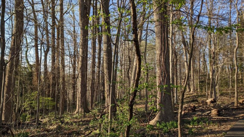 Merrimac Neighborhood Park - Bethesda, MD