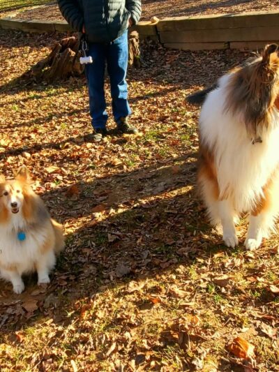 Sangamore Local Park - Bethesda, MD