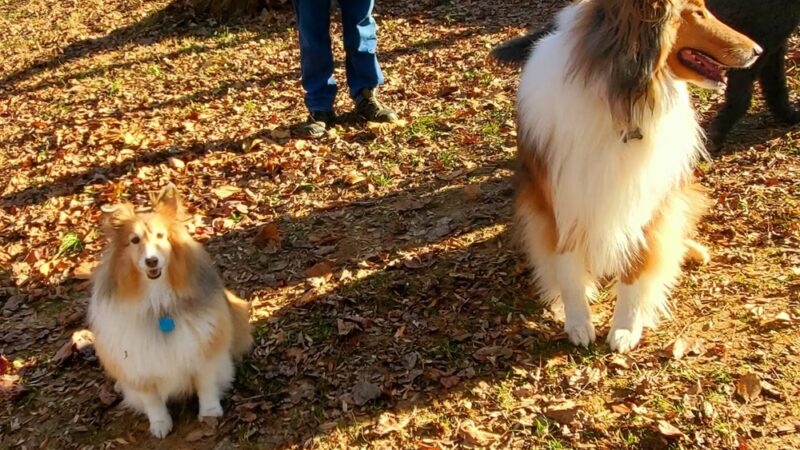 Sangamore Local Park - Bethesda, MD