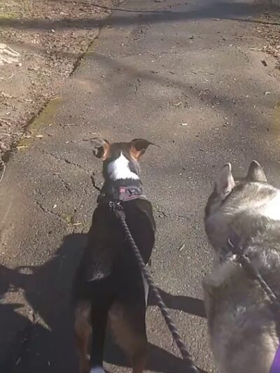 Tom's Dog Training - Bethesda, MD