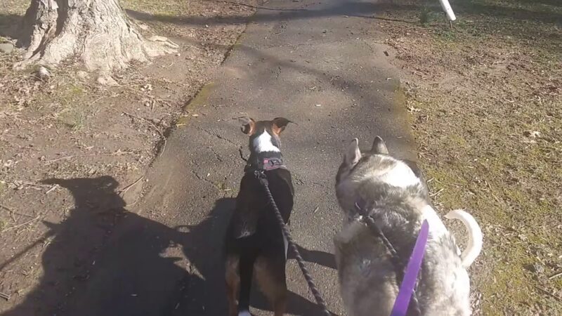 Tom's Dog Training - Bethesda, MD