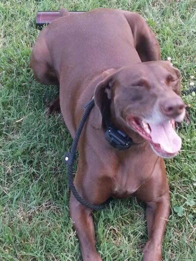 Tom's Dog Training - Bethesda, MD