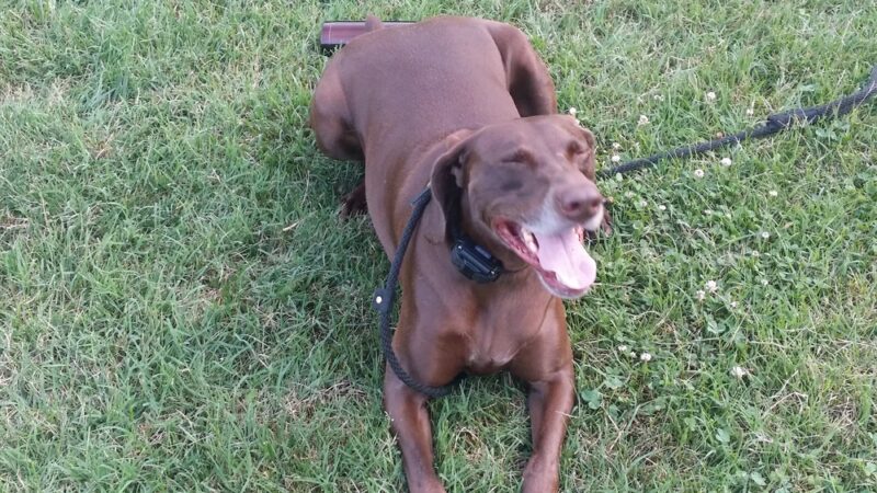 Tom's Dog Training - Bethesda, MD