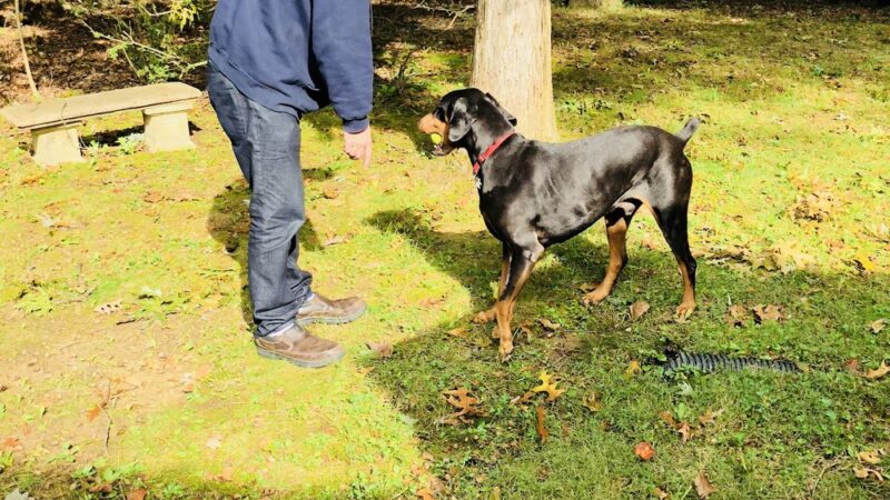 Tom's Dog Training - Bethesda, MD