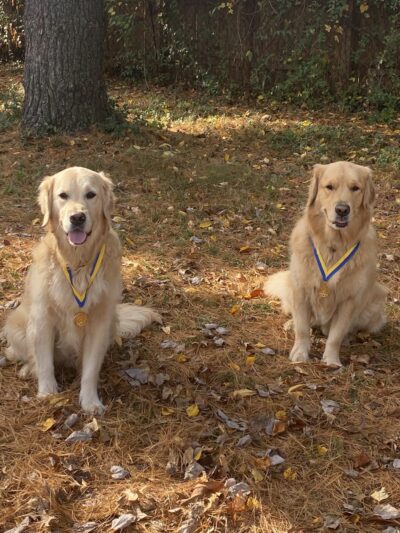 Tom's Dog Training - Bethesda, MD