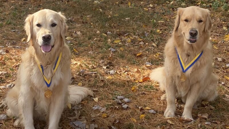 Tom's Dog Training - Bethesda, MD