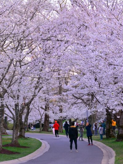 Trail Park - Bethesda, MD