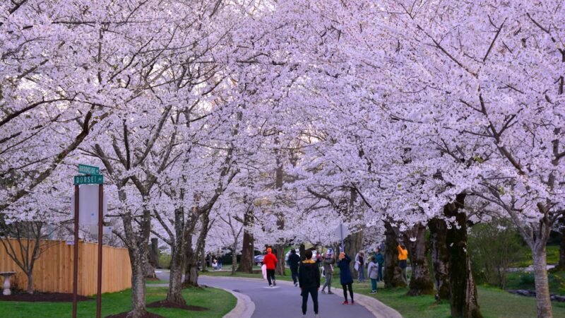 Trail Park - Bethesda, MD