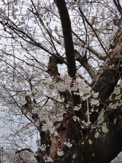 Trail Park - Bethesda, MD