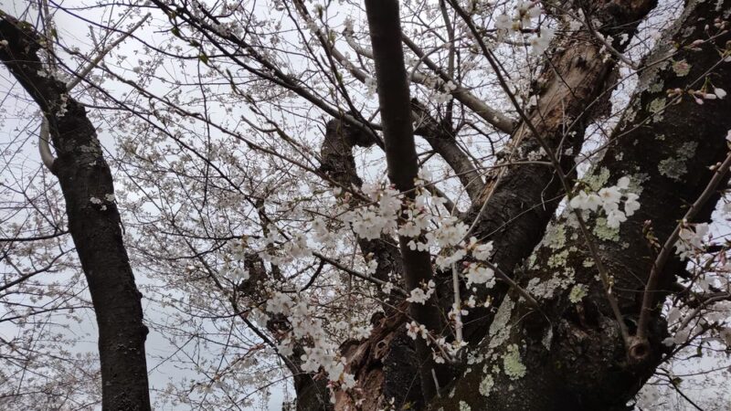 Trail Park - Bethesda, MD