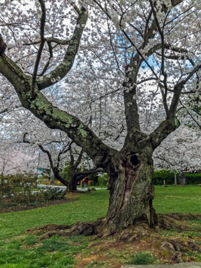 Trail Park - Bethesda, MD