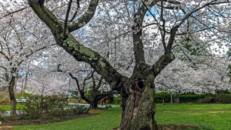 Trail Park - Bethesda, MD