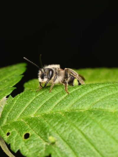 Whittier Woods Local Park - Bethesda, MD