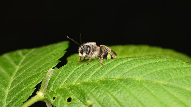 Whittier Woods Local Park - Bethesda, MD