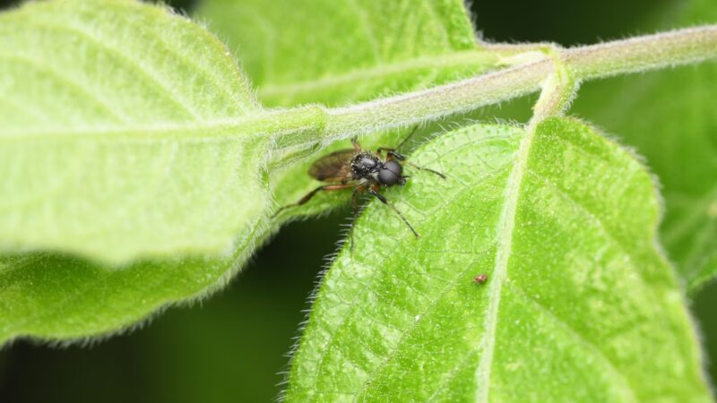 Whittier Woods Local Park - Bethesda, MD