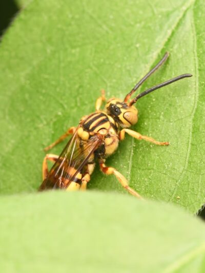 Whittier Woods Local Park - Bethesda, MD