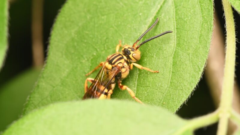 Whittier Woods Local Park - Bethesda, MD