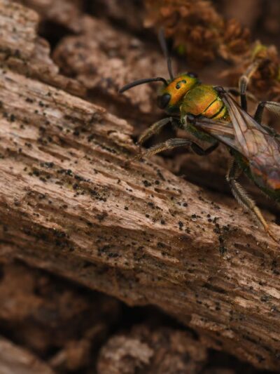 Whittier Woods Local Park - Bethesda, MD