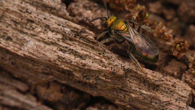 Whittier Woods Local Park - Bethesda, MD