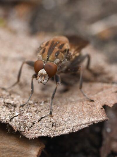 Whittier Woods Local Park - Bethesda, MD