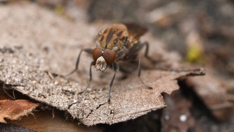Whittier Woods Local Park - Bethesda, MD