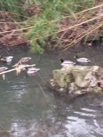 Willard Avenue Neighborhood Park - Bethesda, MD