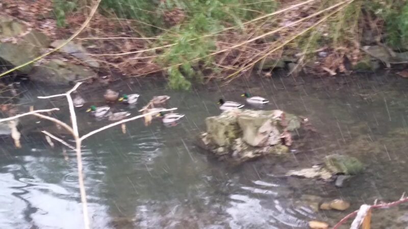 Willard Avenue Neighborhood Park - Bethesda, MD