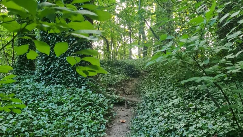 Willard Avenue Neighborhood Park - Bethesda, MD
