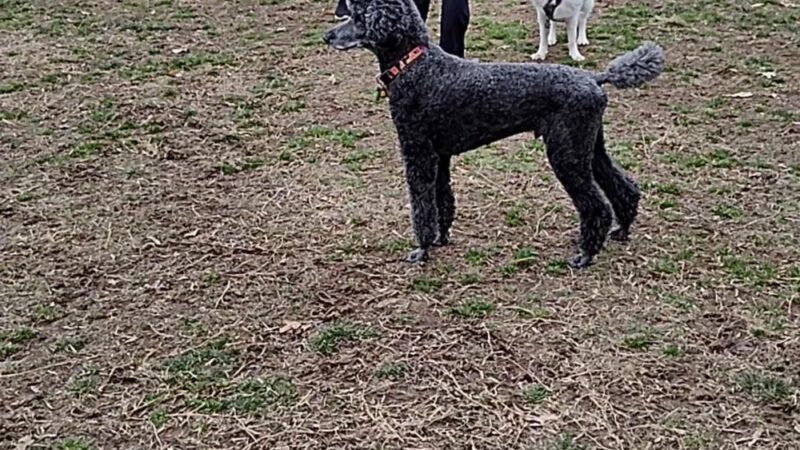 Woodacres Local Park - Bethesda, MD