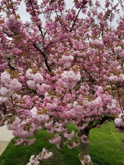 Woodacres Local Park - Bethesda, MD