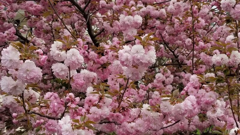 Woodacres Local Park - Bethesda, MD