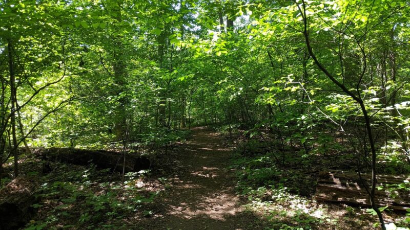 Wyngate Woods Neighborhood Park - Bethesda, MD