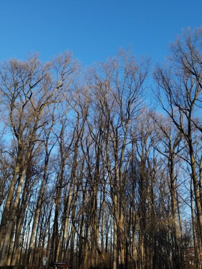 Wyngate Woods Neighborhood Park - Bethesda, MD