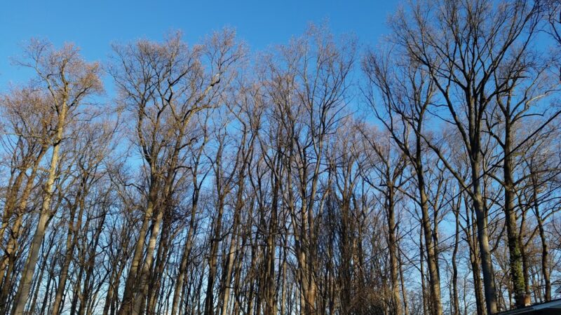 Wyngate Woods Neighborhood Park - Bethesda, MD