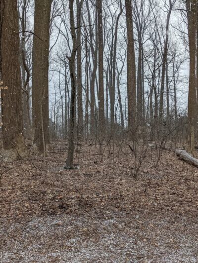 Wyngate Woods Neighborhood Park - Bethesda, MD