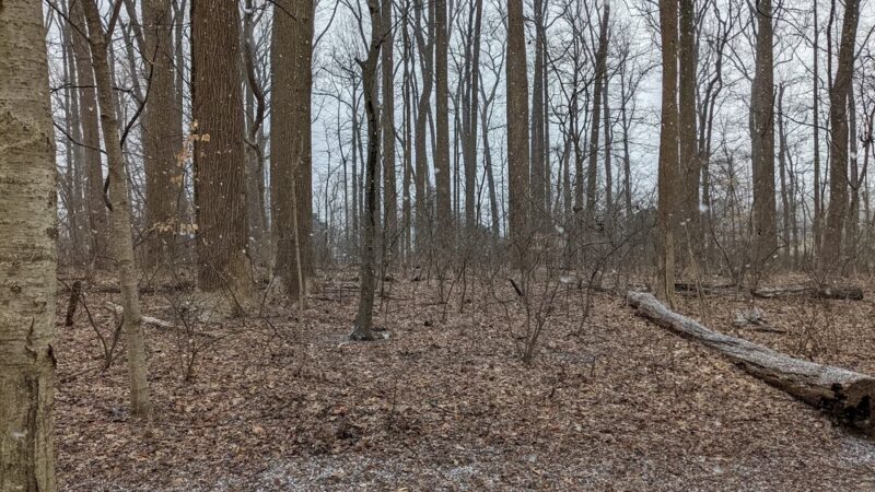 Wyngate Woods Neighborhood Park - Bethesda, MD